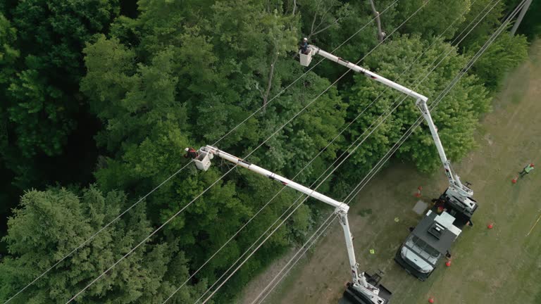 How Our Tree Care Process Works  in  Iota, LA